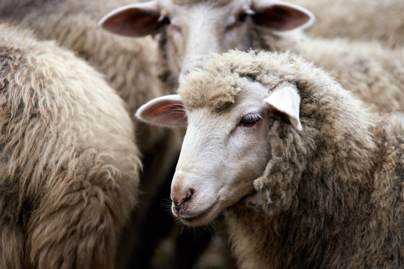 Ethical Wool and Why it is Beneficial To Our Planet - YaYa & Co.