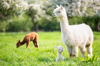 Introducing: The Alpaca Collection - YaYa & Co.