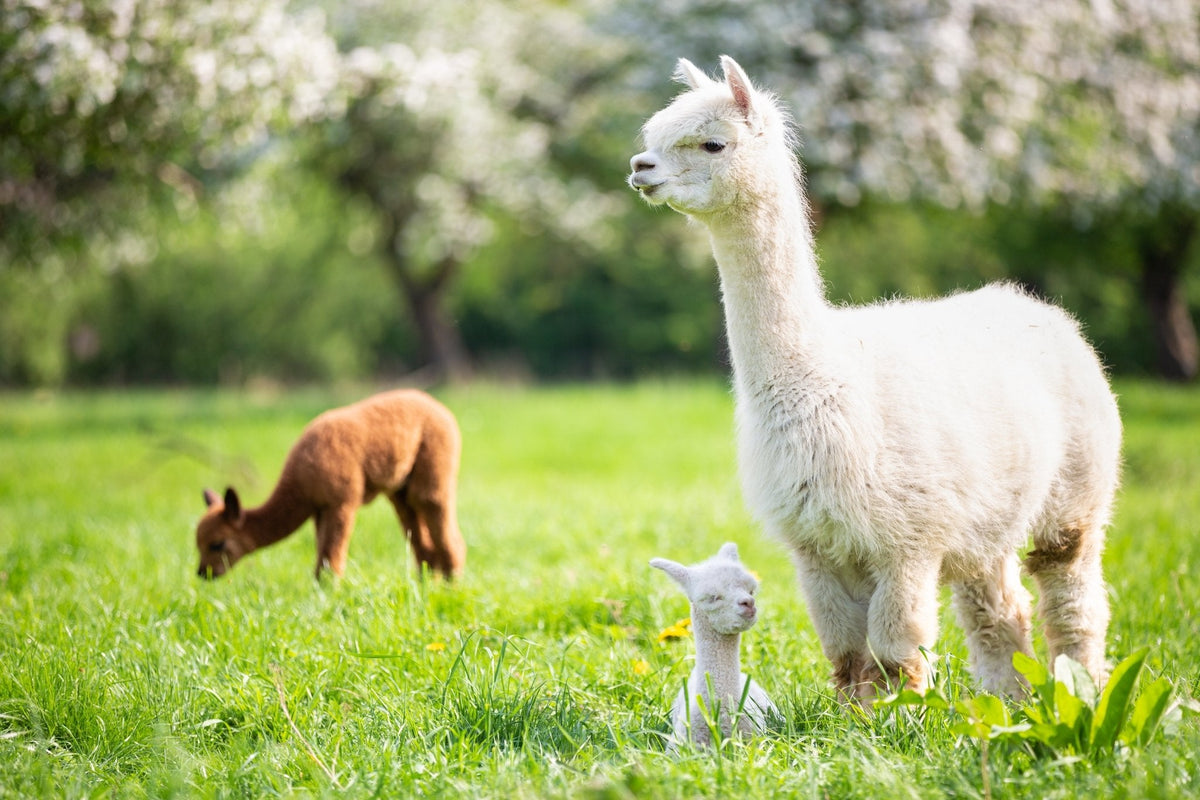 Introducing: The Alpaca Collection - YaYa & Co.