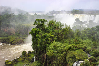 The Amazon Rainforest - YaYa & Co.